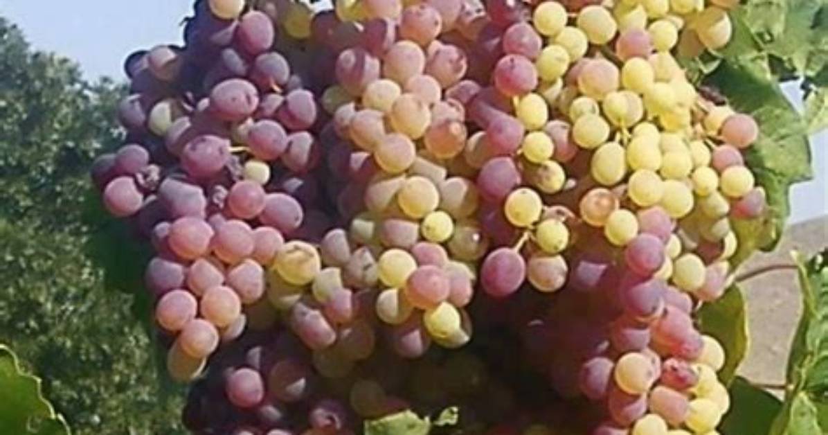 How Do You Dry out Grapes