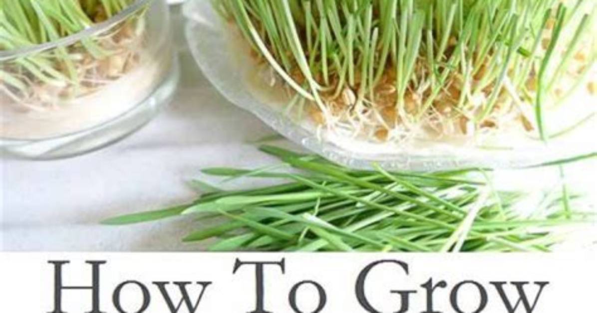 How Do You Dry Wheatgrass