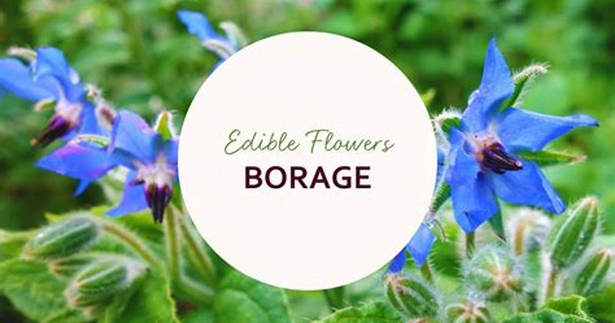 How Do You Eat Borage