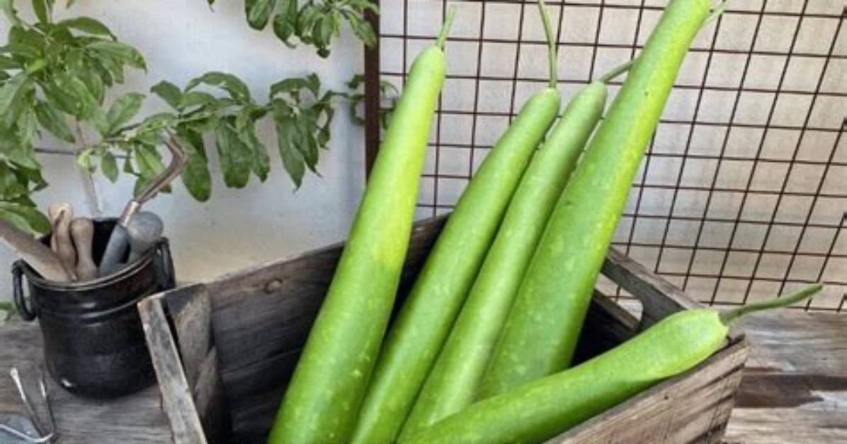 How Do You Eat Cucuzza