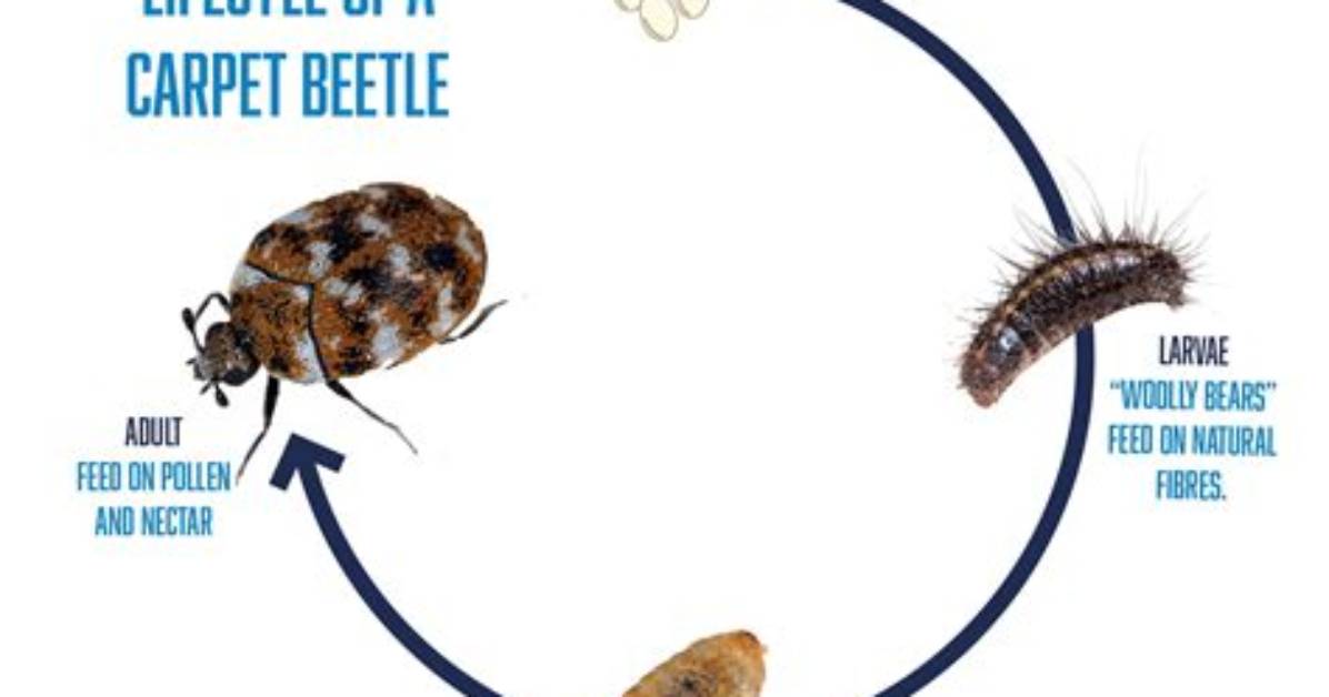 How Do You Feed Beetles