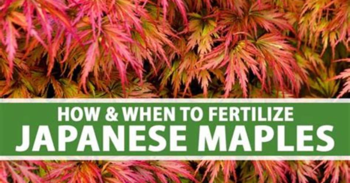 How Do You Fertilize a Red Maple Tree