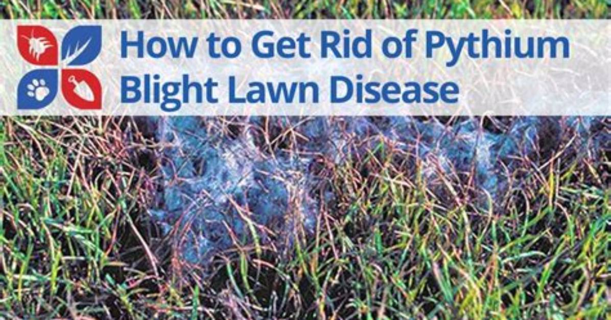 How Do You Fight Pythium