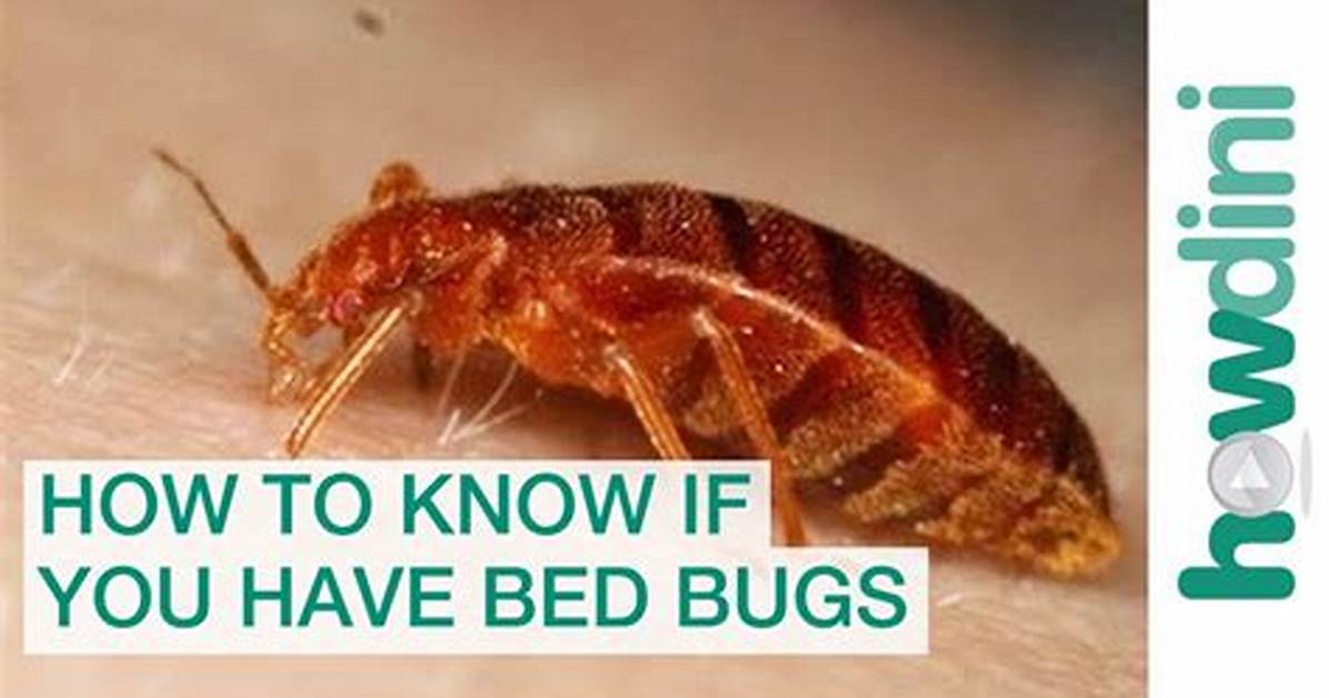 How Do You Find Bed Bugs with a Flashlight?
