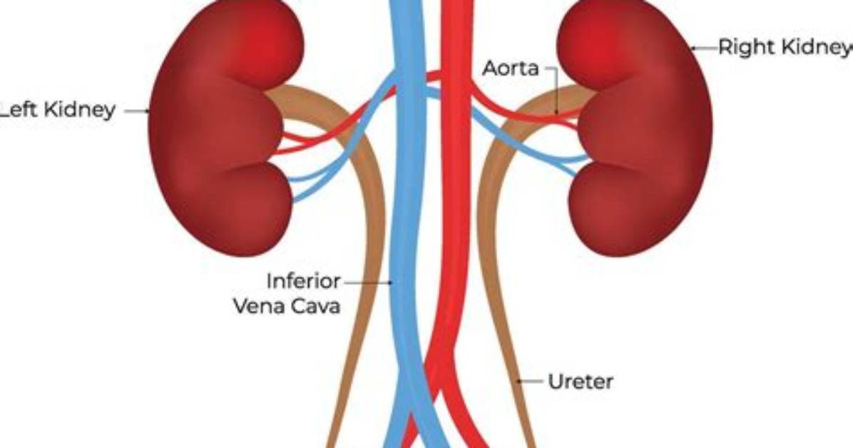 How Do You Find the Ureter