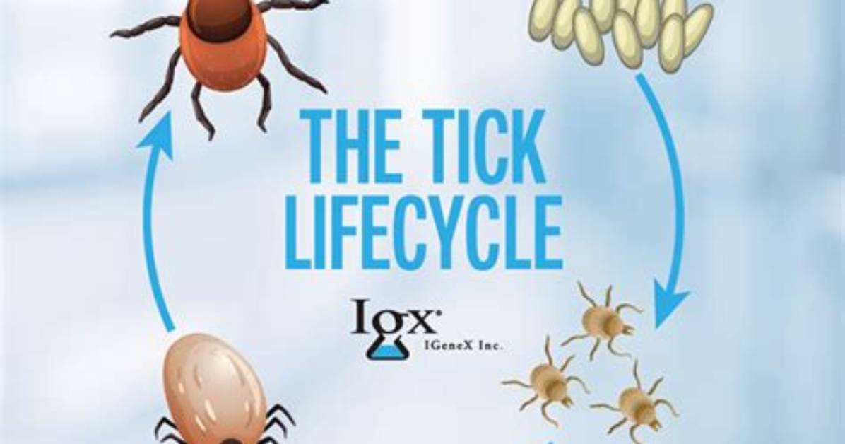 How Do You Find Tick Eggs?