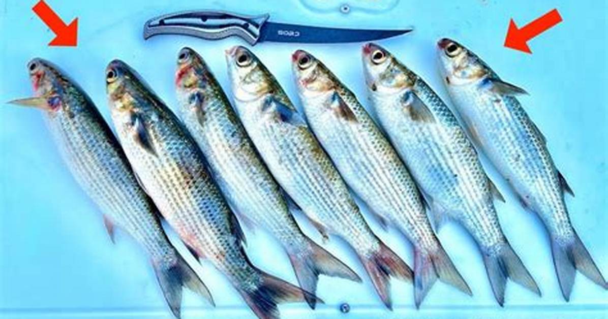 How Do You Fish Mullet?