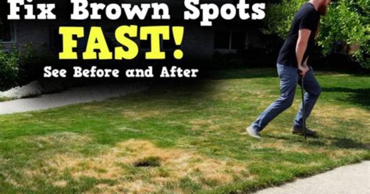 How Do You Fix Brown Grass
