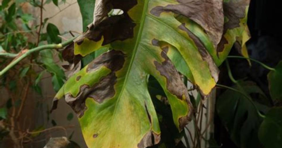 How Do You Fix Burnt Plants?