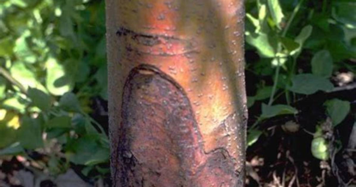 How Do You Fix Crown Rot