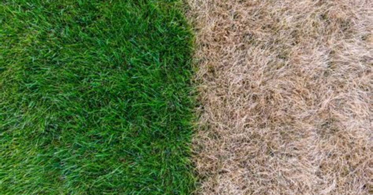 How Do You Fix Dead Grass from Fertilizer?