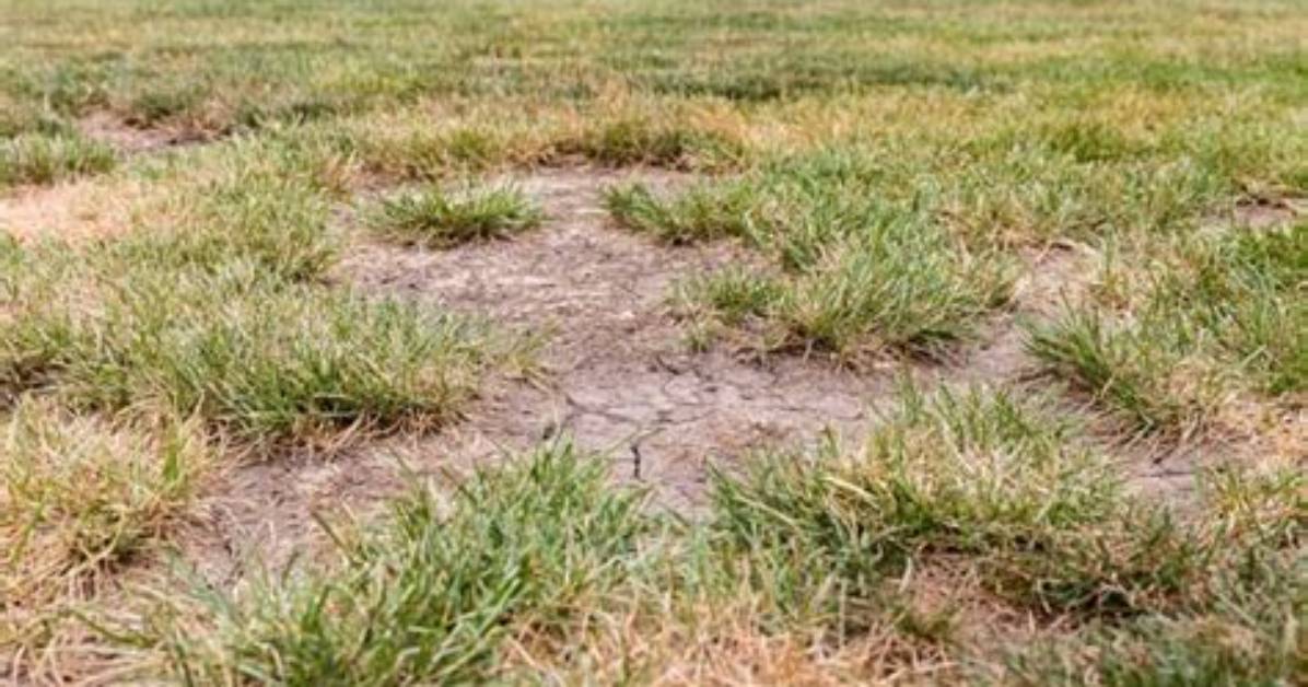 How Do You Fix Dead Sod
