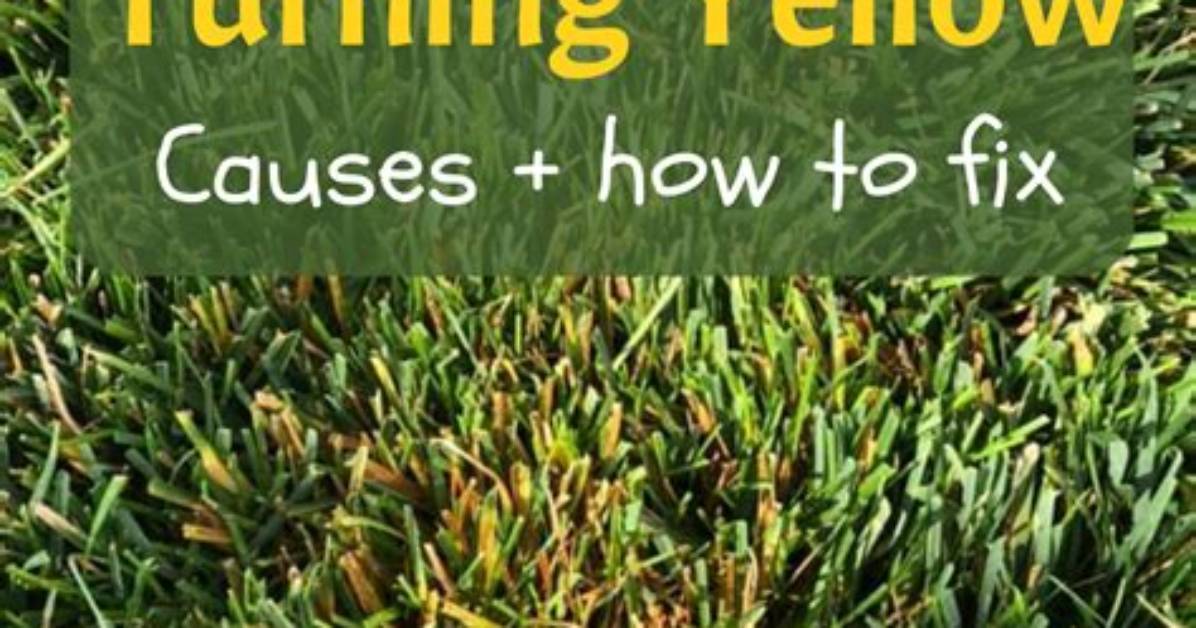 How Do You Fix Yellow Grass from Fertilizer