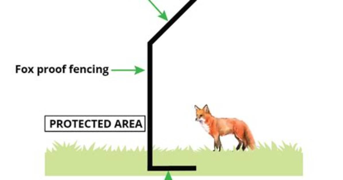 How Do You Fox Proof a Fence