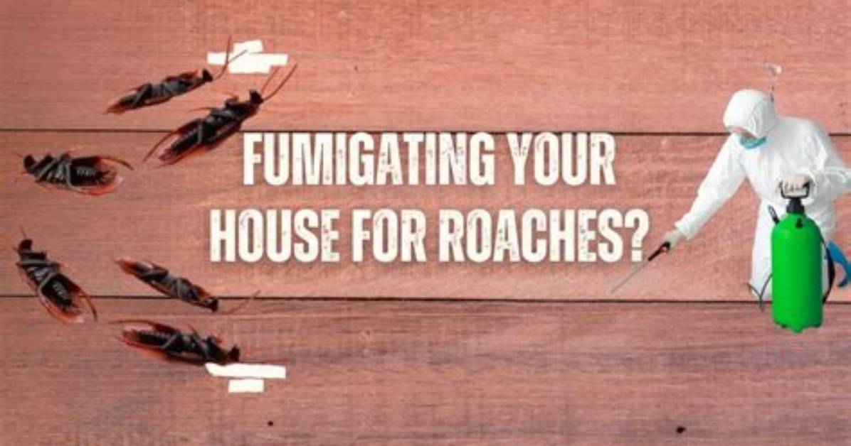 How Do You Fumigate a Roach