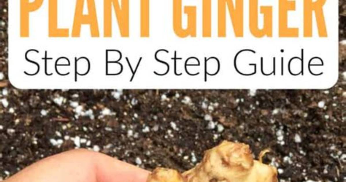 How Do You Get a Ginger Child