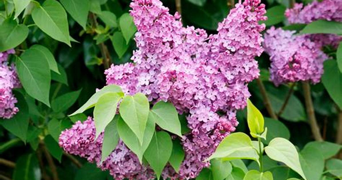 How Do You Get a Lilac Tree