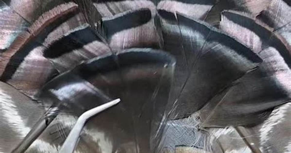 How Do You Get a Turkey Feather