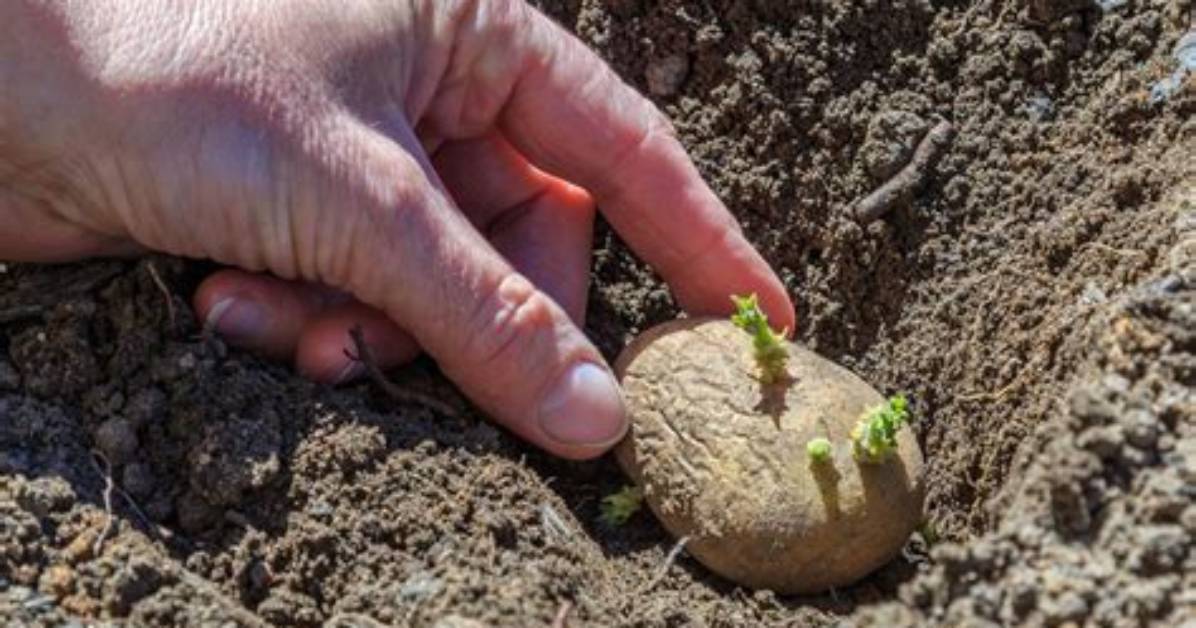 How Do You Get Dirt off Potatoes?