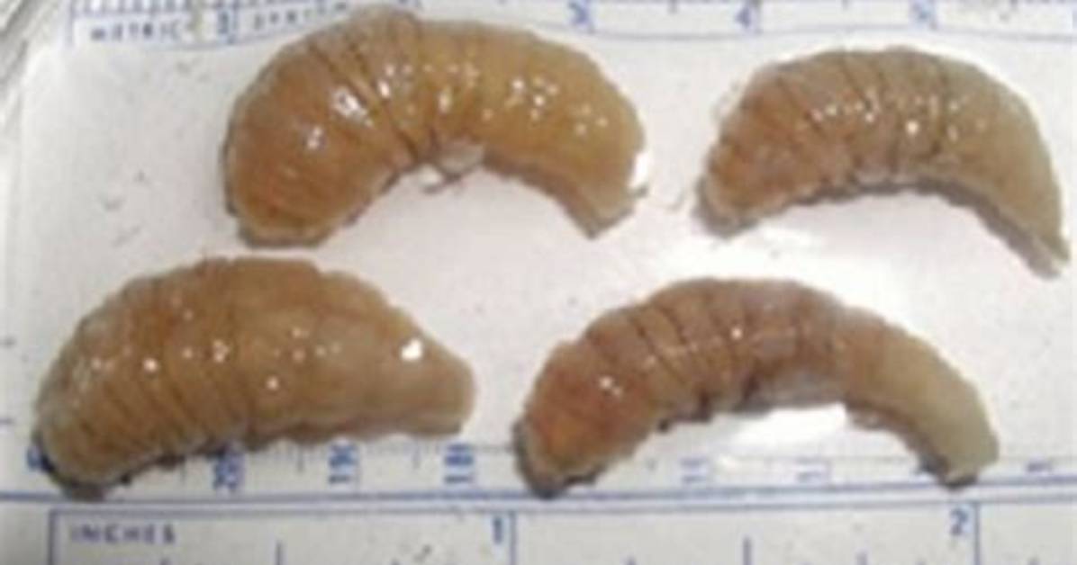 How Do You Get Myiasis?