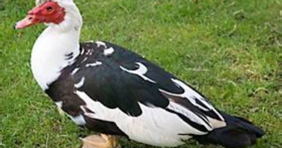 How Do You Get Rid of Muscovy Ducks