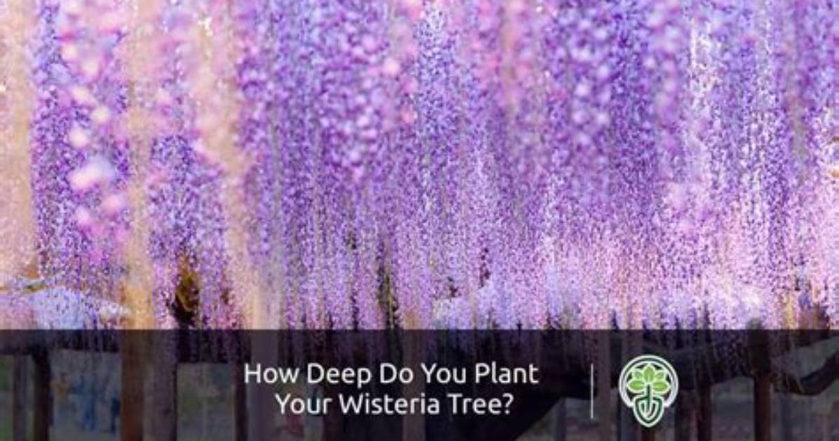 How Do You Get Wisteria