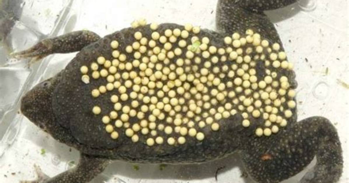 How Do You Get Yellow Toads in Super Mario Run