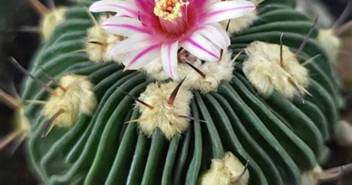 How Do You Grow a Brain Cactus