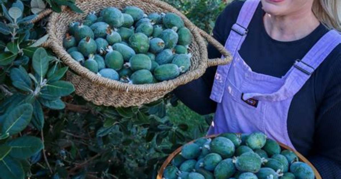 How Do You Grow a Feijoa Tree