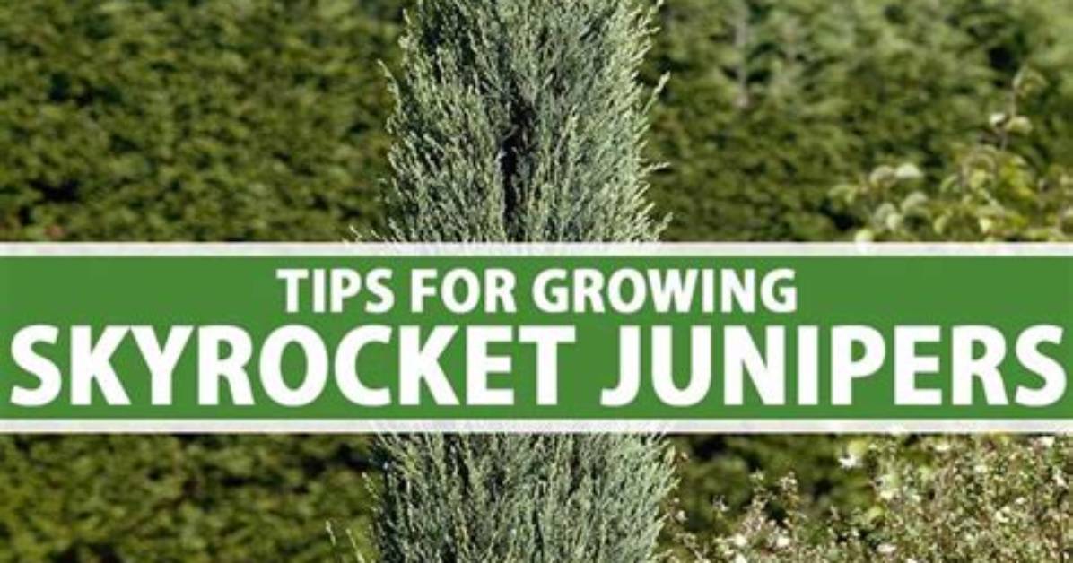 How Do You Grow a Juniper Skyrocket