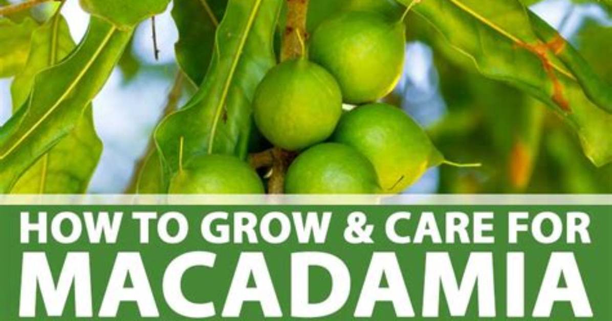 How Do You Grow a Macadamia Tree?