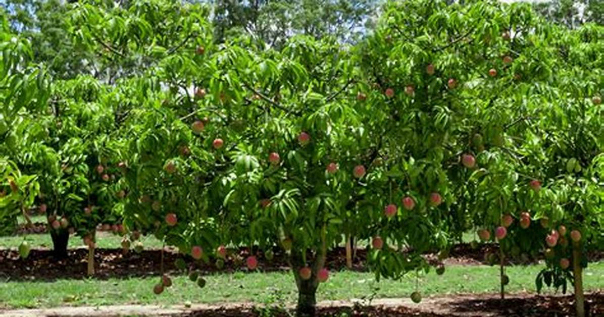 How Do You Grow a Mango Tree in Florida?