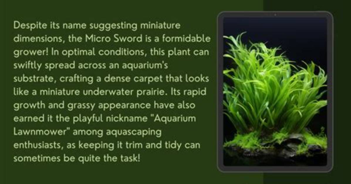 How Do You Grow a Micro Sword