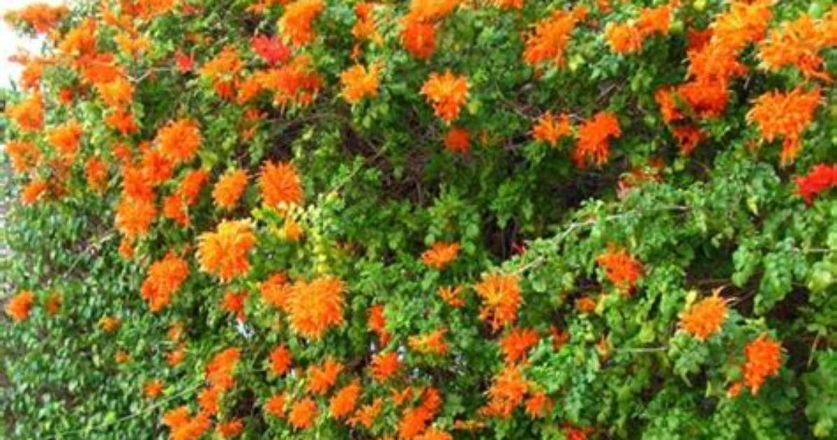 How Do You Grow a Tecoma Capensis?