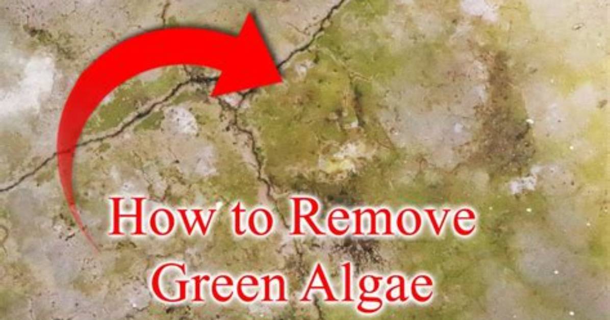 How Do You Grow Algae on Concrete