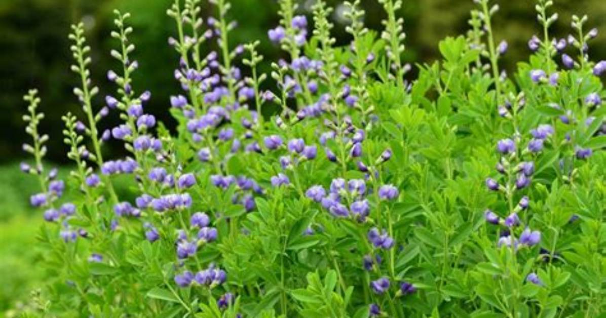 How Do You Grow Baptisia