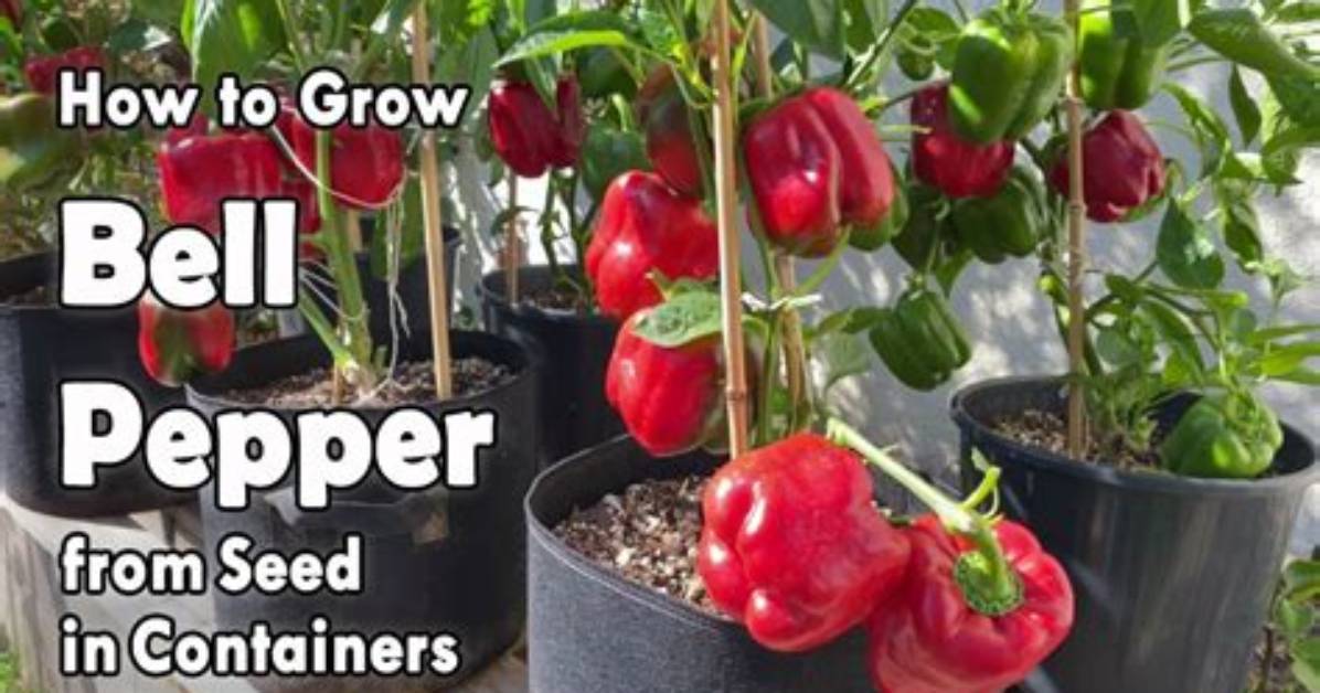 How Do You Grow Bell Peppers from Seed?