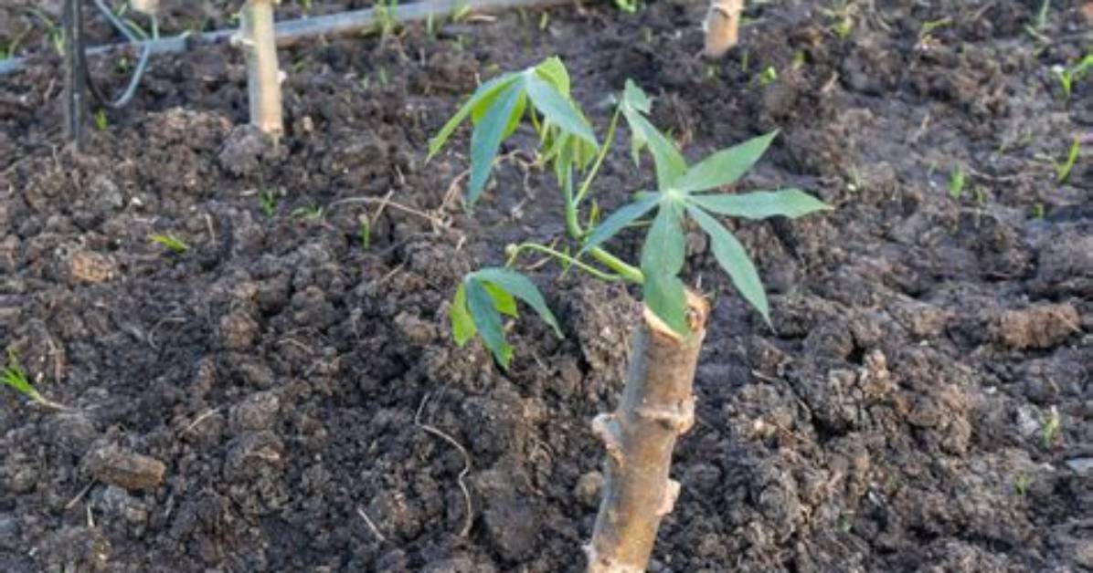 How Do You Grow Cassava