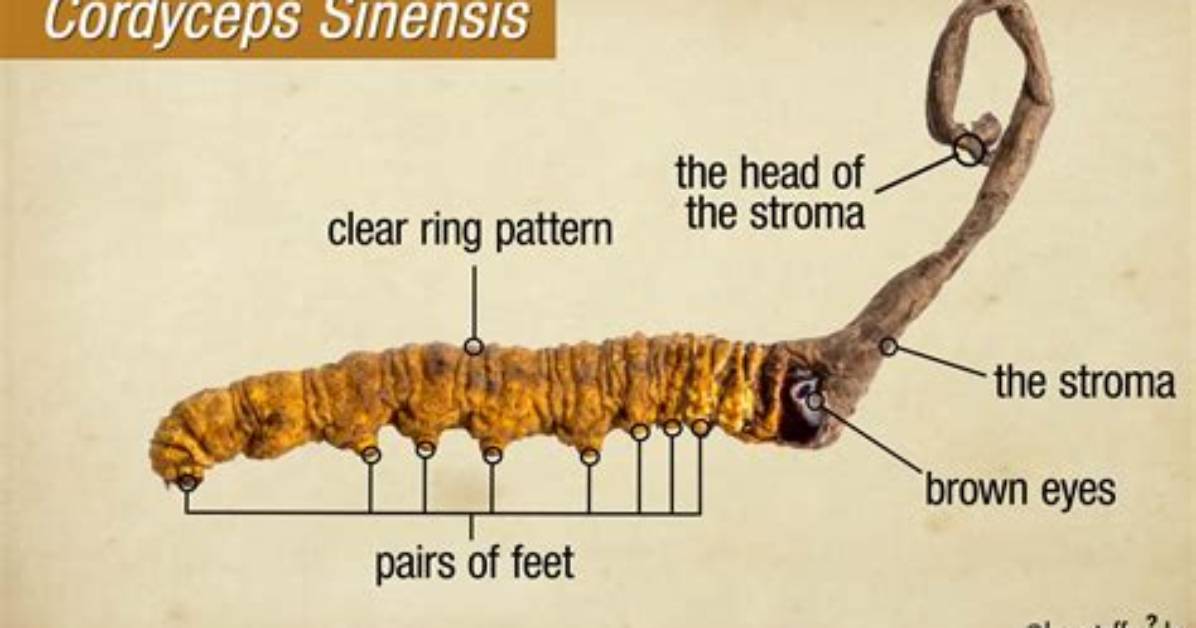How Do You Grow Cordyceps?