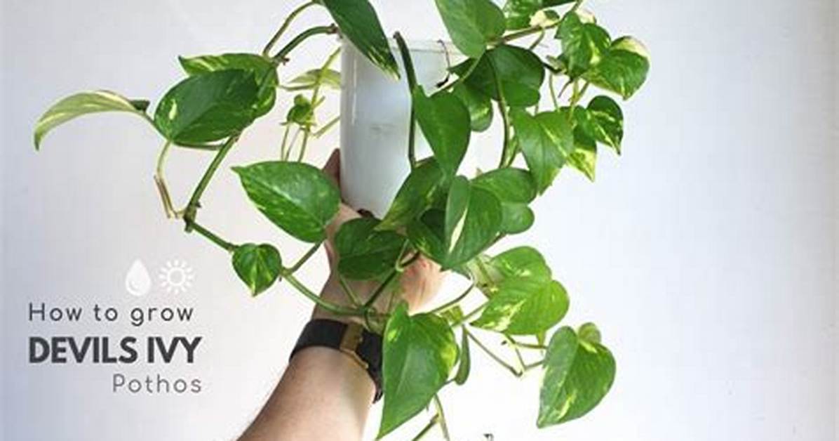 How Do You Grow Devils Ivy?