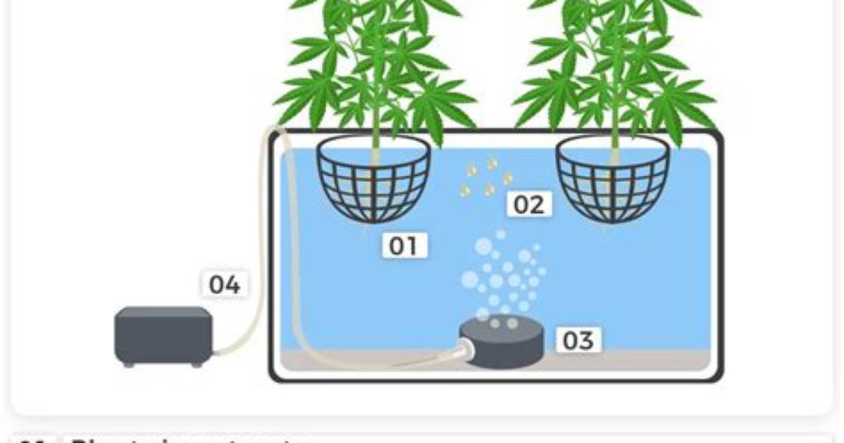 How Do You Grow Dwc