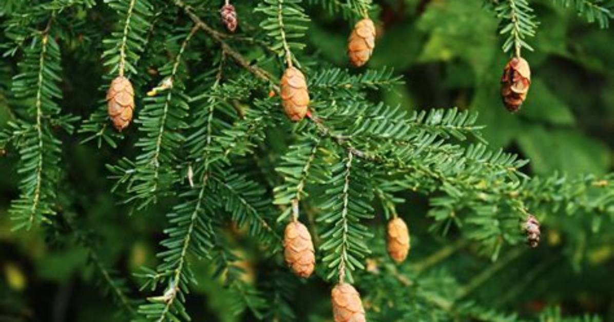 How Do You Grow Eastern Hemlock from Seed