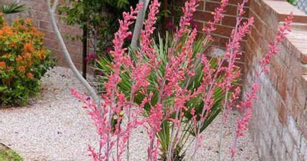 How Do You Grow Hesperaloe Parviflora?