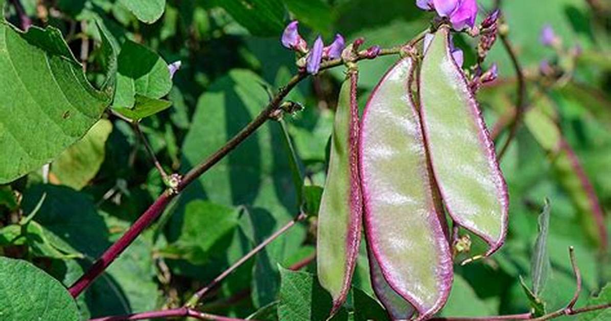 How Do You Grow Hyacinth Beans
