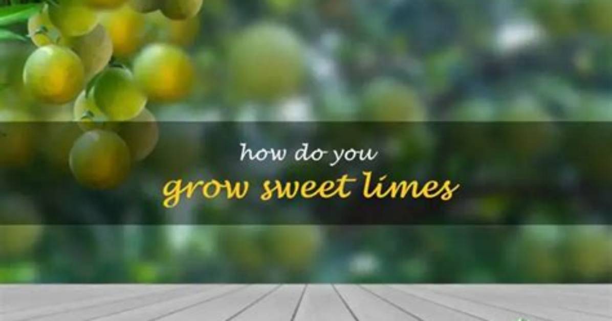 How Do You Grow Limes