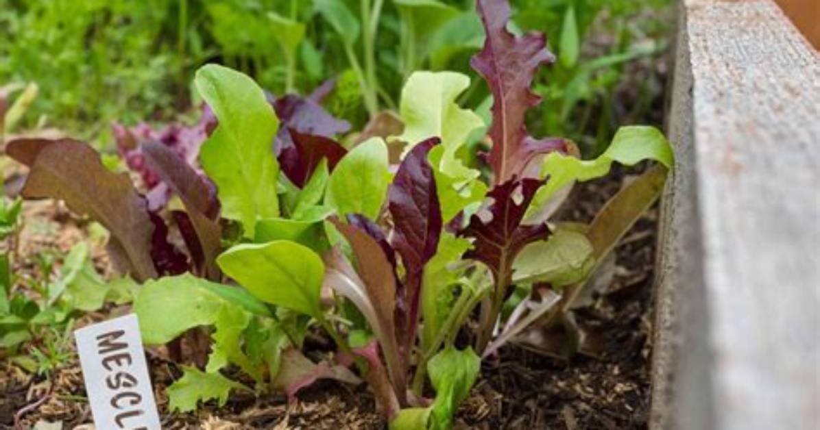 How Do You Grow Mesclun