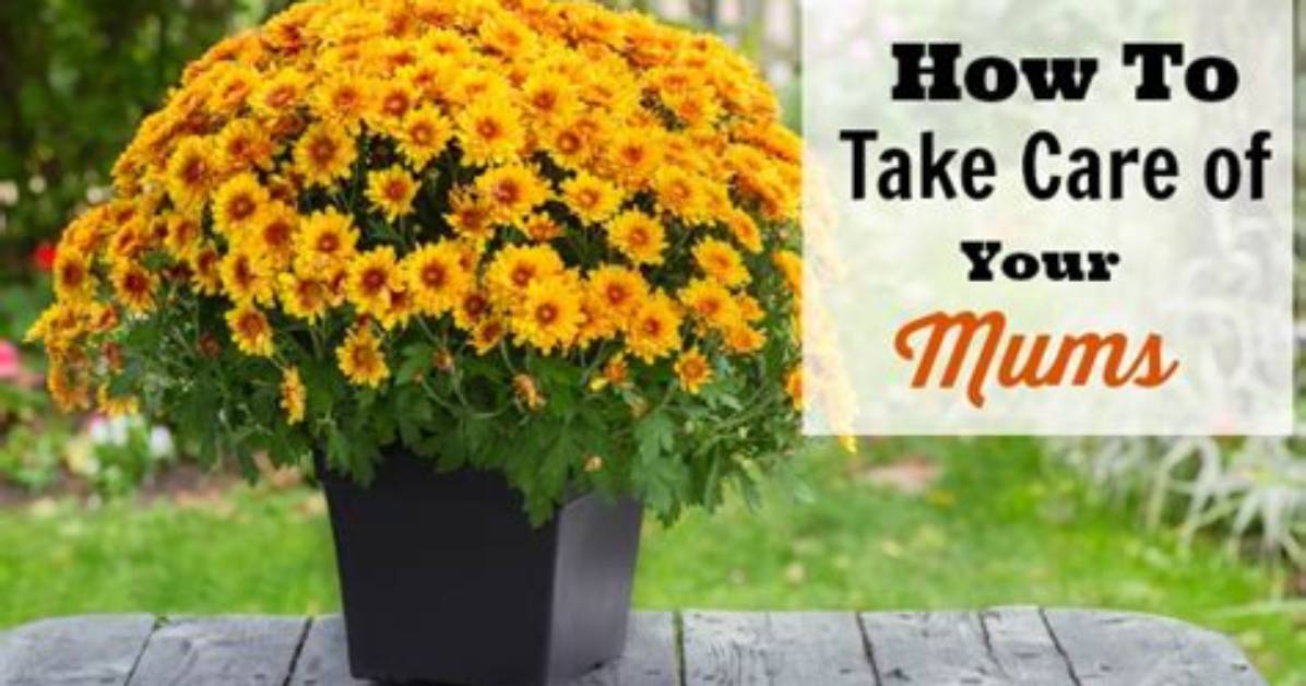 How Do You Grow Mums