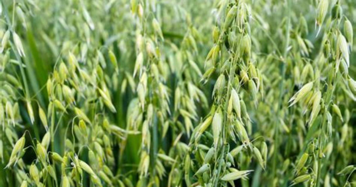 How Do You Grow Oat Straw