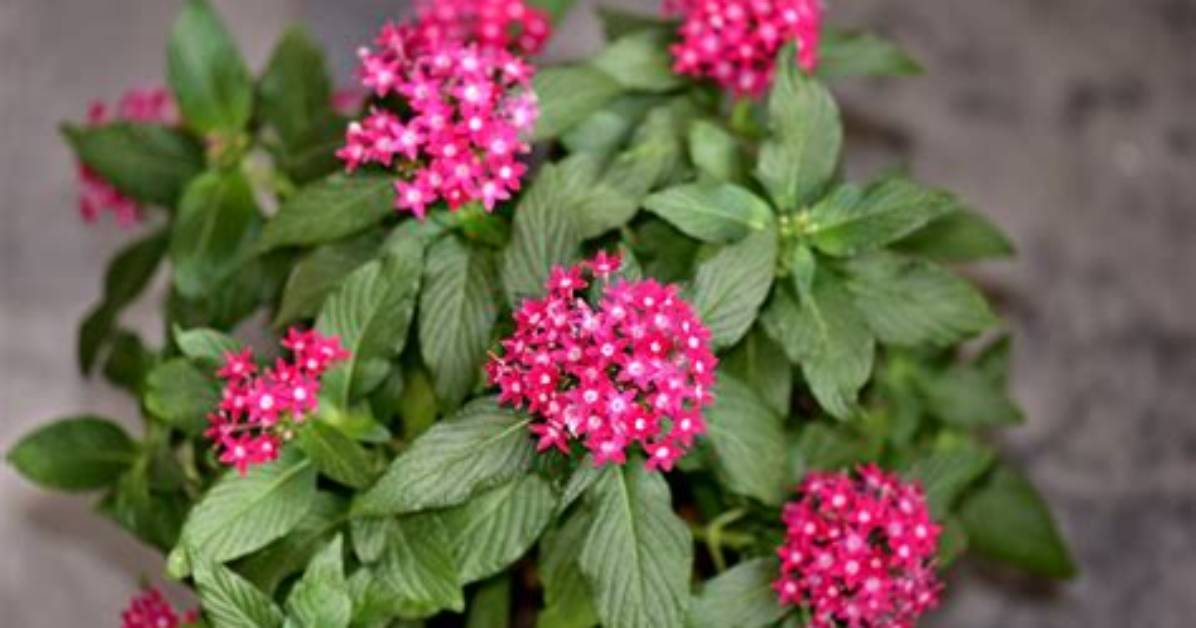 How Do You Grow Pentas