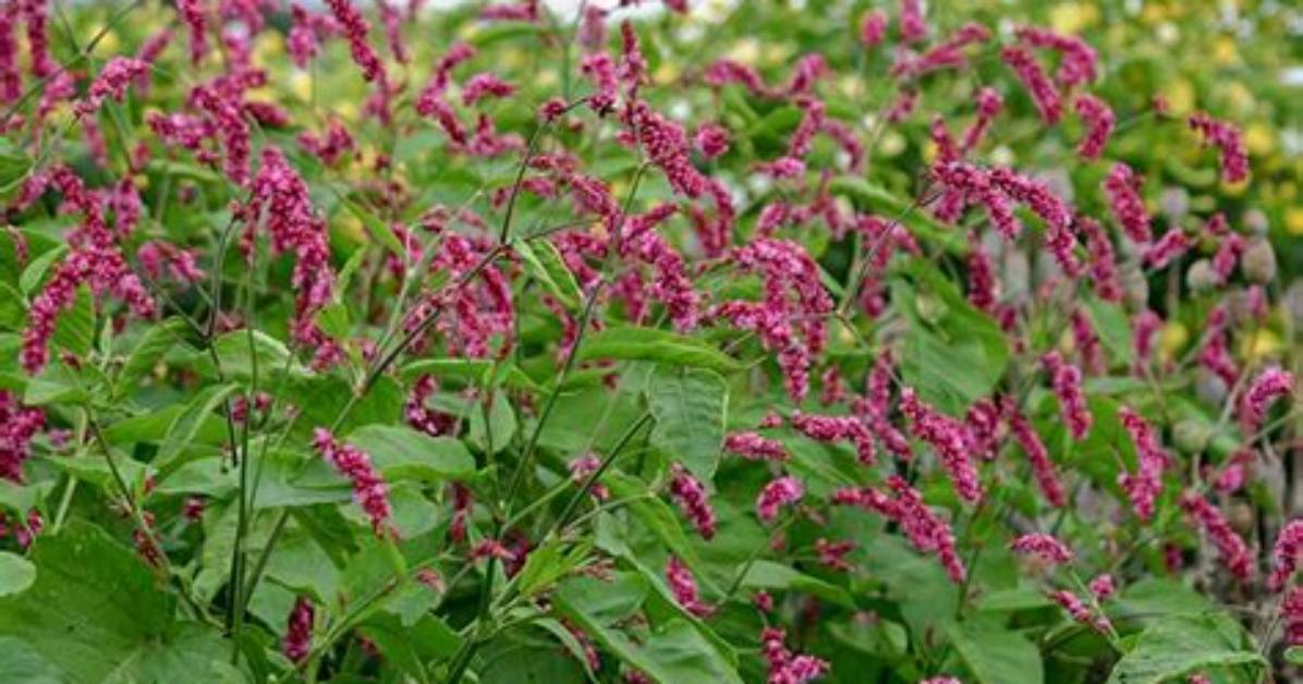 How Do You Grow Persicaria